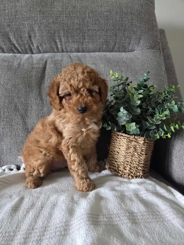 Minature cockapoo puppies - Photo 9