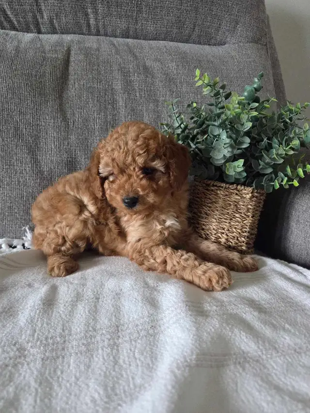 Minature cockapoo puppies - Photo 10