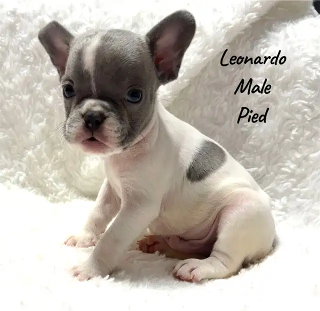 FRENCH BULLDOG PUPPIES