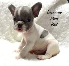 FRENCH BULLDOG PUPPIES