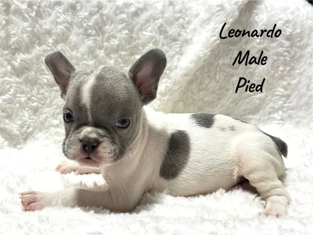FRENCH BULLDOG PUPPIES - Photo 2