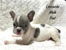 FRENCH BULLDOG PUPPIES - Photo 2