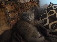 Petit chaton recherche famille