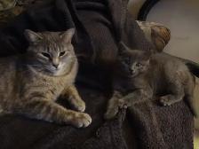 Petit chaton recherche famille - Photo 2