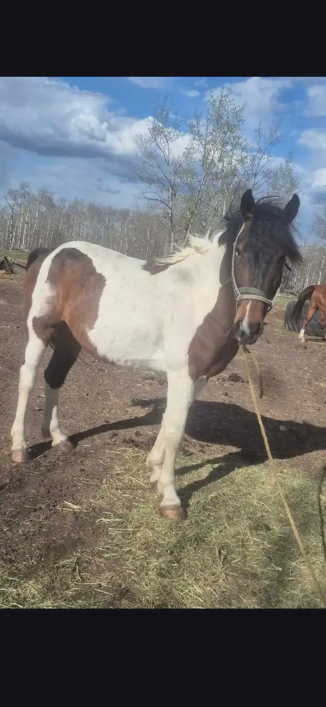 three year old paint draft cross