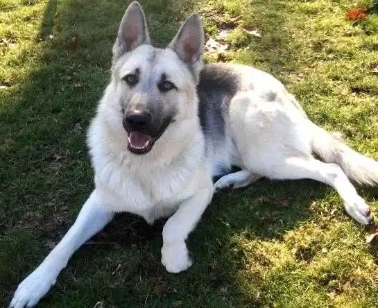 Dog and Puppy Sitter in Calgary