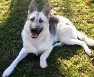 Dog and Puppy Sitter in Calgary