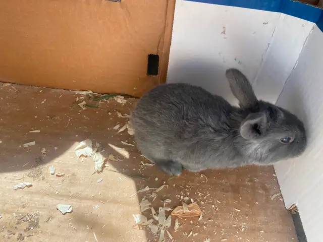 American blue bunnies