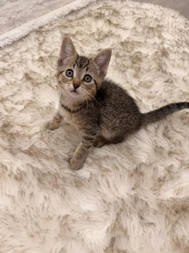 ❤️Bengal mix kittens -647-317-3197 - Photo 2