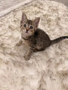 ❤️Bengal mix kittens -647-317-3197 - Photo 2