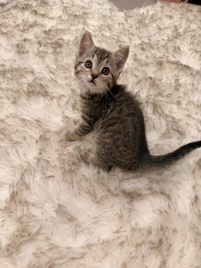 ❤️Bengal mix kittens -647-317-3197 - Photo 3