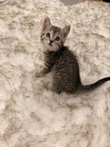 ❤️Bengal mix kittens -647-317-3197 - Photo 3