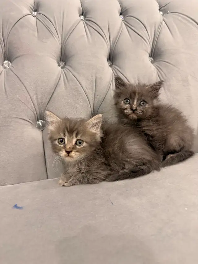 ❤️Bengal mix kittens -647-317-3197 - Photo 4
