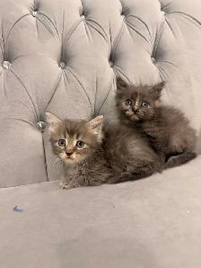 ❤️Bengal mix kittens -647-317-3197 - Photo 4