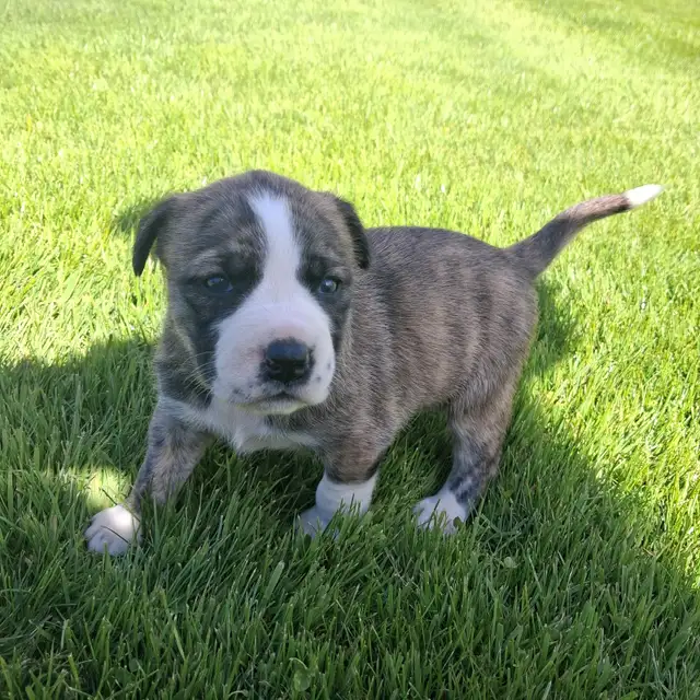 Cute puppies