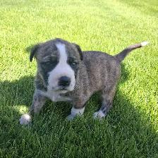 Cute puppies