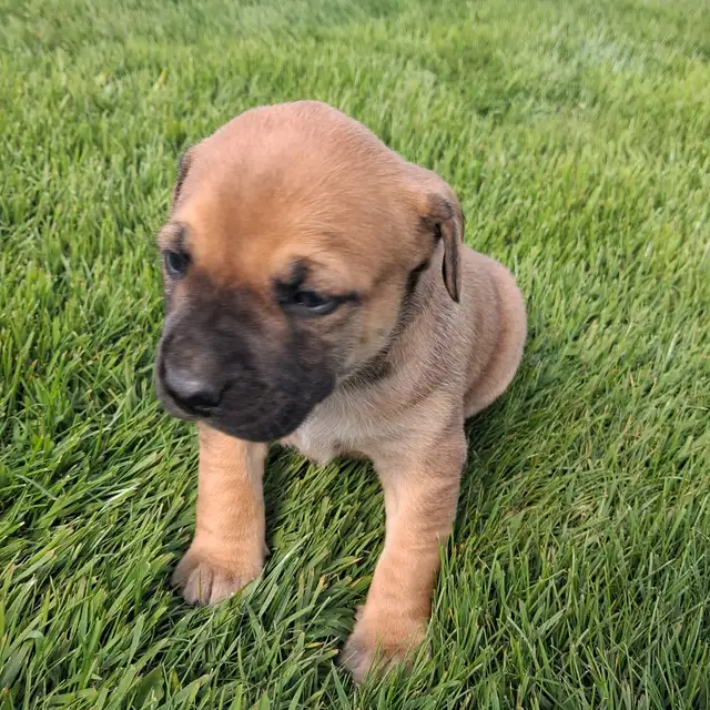 Cute puppies - Photo 2