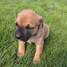 Cute puppies - Photo 2