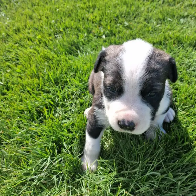 Cute puppies - Photo 3