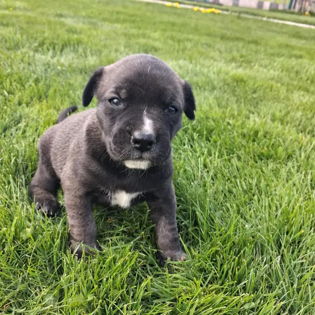 Cute puppies - Photo 5
