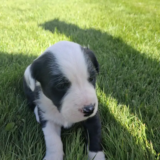 Cute puppies - Photo 6