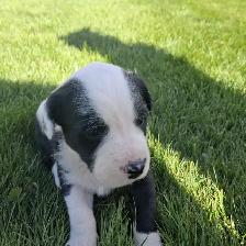 Cute puppies - Photo 6