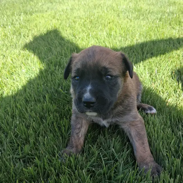 Cute puppies - Photo 7