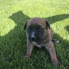Cute puppies - Photo 7