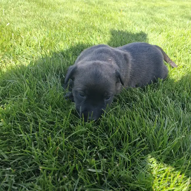 Cute puppies - Photo 8