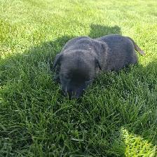 Cute puppies - Photo 8