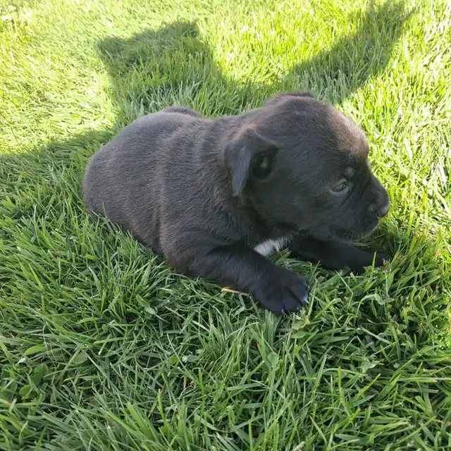 Cute puppies - Photo 9