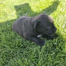 Cute puppies - Photo 9
