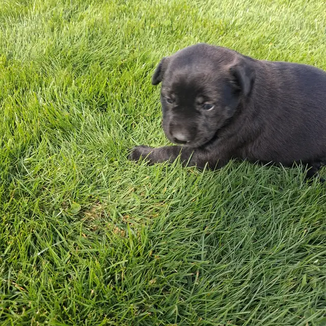 Cute puppies - Photo 10