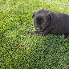 Cute puppies - Photo 10