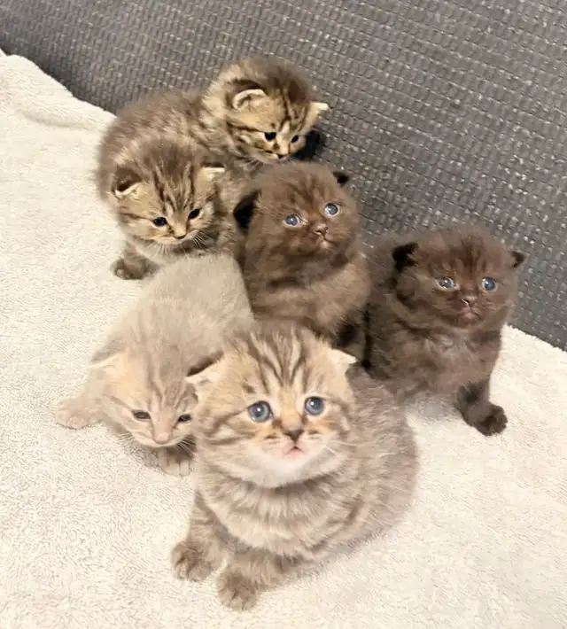 Purebred Scottish Fold Kittens