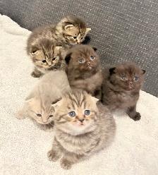 Purebred Scottish Fold Kittens