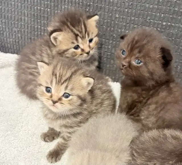 Purebred Scottish Fold Kittens - Photo 2