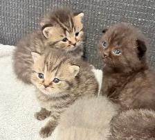 Purebred Scottish Fold Kittens - Photo 2