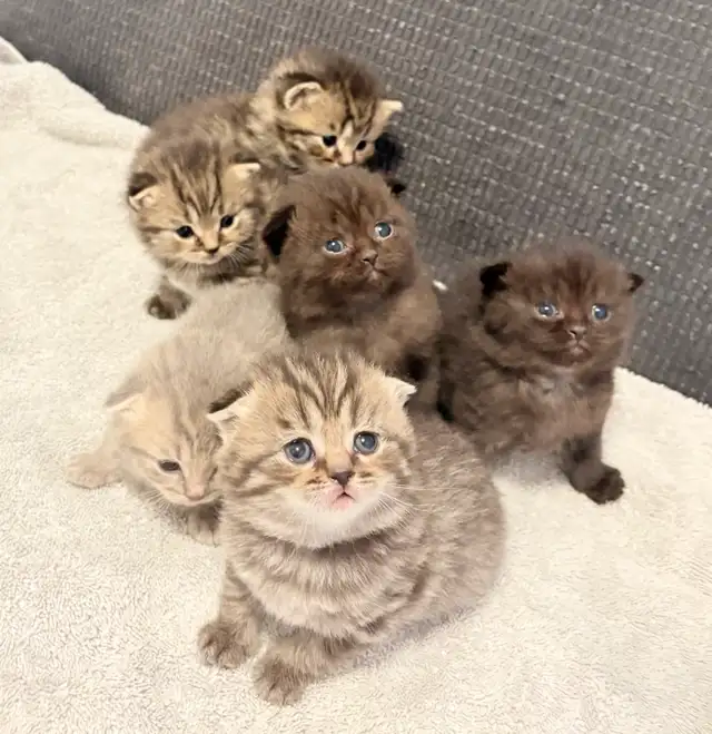 Purebred Scottish Fold Kittens - Photo 3