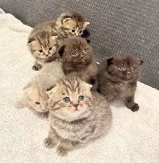 Purebred Scottish Fold Kittens - Photo 3