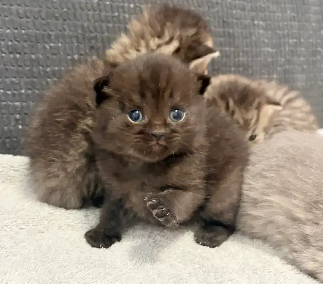 Purebred Scottish Fold Kittens - Photo 4