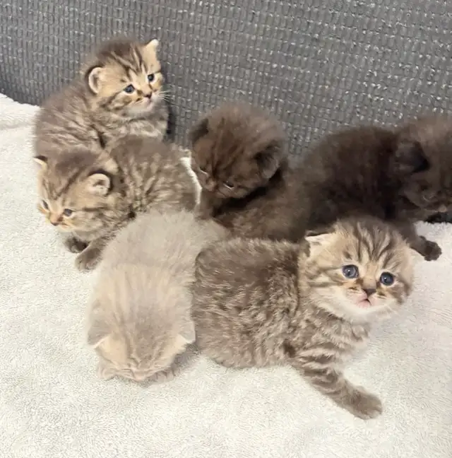 Purebred Scottish Fold Kittens - Photo 5