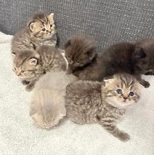 Purebred Scottish Fold Kittens - Photo 5