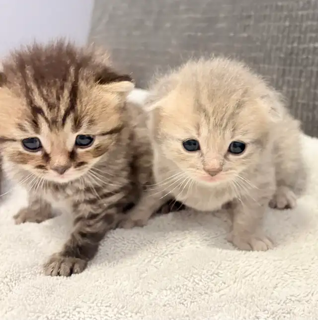 Purebred Scottish Fold Kittens - Photo 6