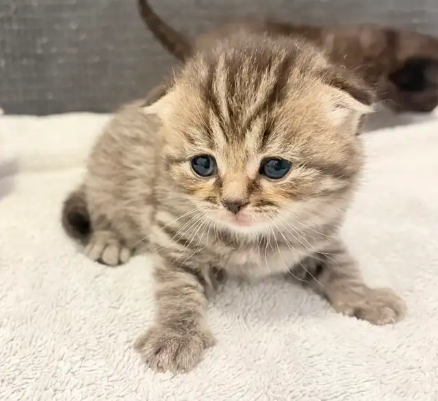 Purebred Scottish Fold Kittens - Photo 7
