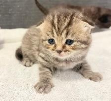 Purebred Scottish Fold Kittens - Photo 7