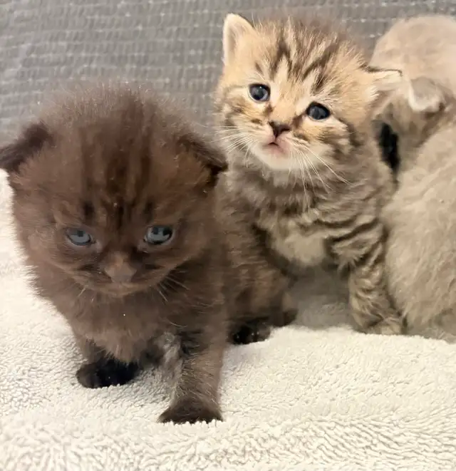Purebred Scottish Fold Kittens - Photo 8