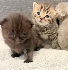 Purebred Scottish Fold Kittens - Photo 8
