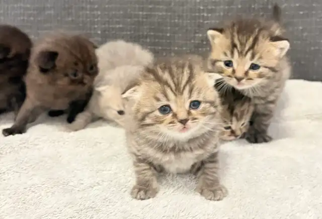 Purebred Scottish Fold Kittens - Photo 9