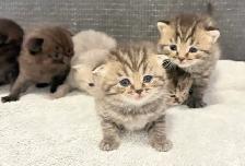 Purebred Scottish Fold Kittens - Photo 9